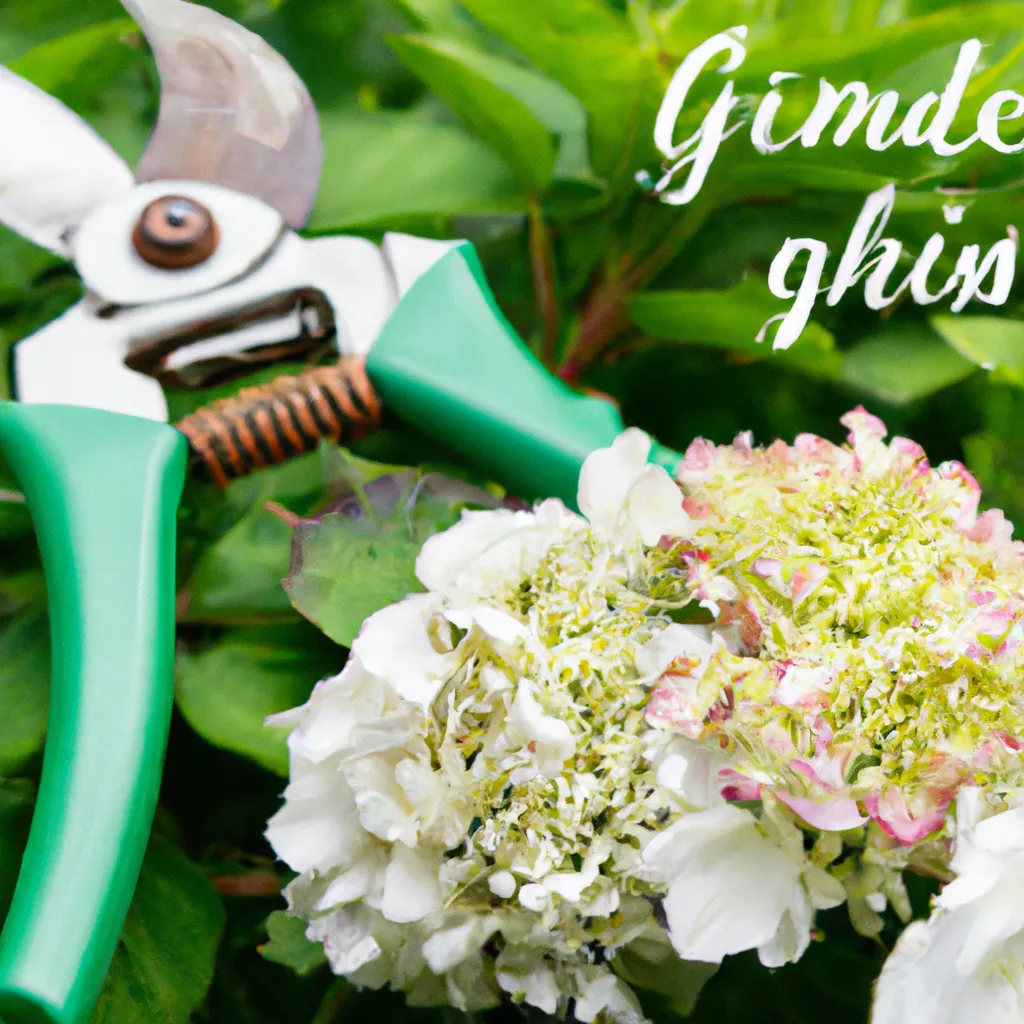 Kiedy ciąć hortensje bukietowe?