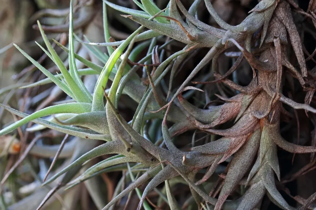 Tillandsia o srebrzystozielonych liściach spoczywająca na kawałku drewna w słonecznym, domowym wnętrzu.